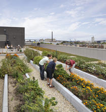 Rooftop garden - Photo Credit: Tricia Shay Photography