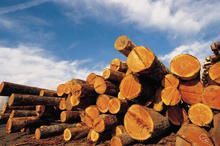 Logging Culture - Photo Credit: Corbis